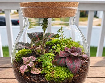 Live Tropical Terrarium with Moss & Colorful Plants | Handmade Glass Plant Ecosystem | Indoor Plant Gift