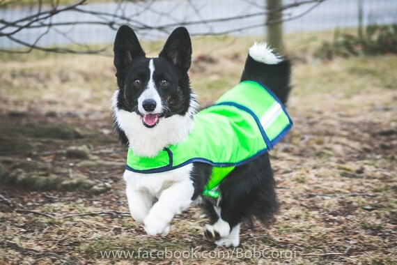 Corgi rain jacket 2025