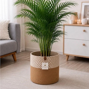 May include: A lush green palm plant potted in a cylindrical woven basket. The basket features a two-tone design with a cream-coloured upper section and a solid brown lower section. A small white tag with the text EFULIZ is attached to the rim.