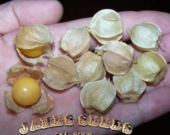 Husk Cherry aka Physalis, Ground Cherry, Small Gooseberry Seeds