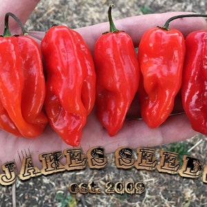 Red Habanero Pepper Seeds