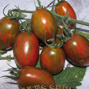 May include: Close-up of a group of red and green striped tomatoes on a white wooden surface. The tomatoes are arranged in a cluster, with some of the stems still attached. The tomatoes are ripe and have a glossy finish.