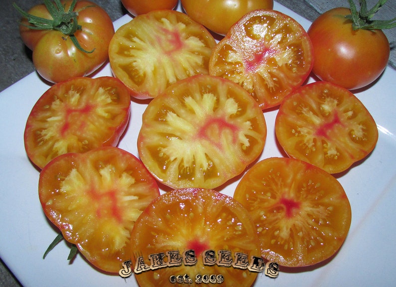 Oaxacan Jewel Tomato Heirloom Tomato Seeds Etsy