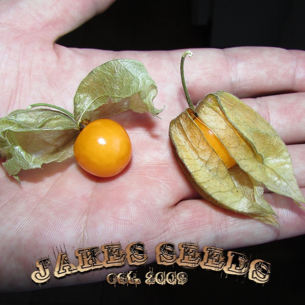 Giant Cape Gooseberry Seeds  / Golden berry / Inca / Physalis /Uchuva seeds - easy to grow berry type fruit