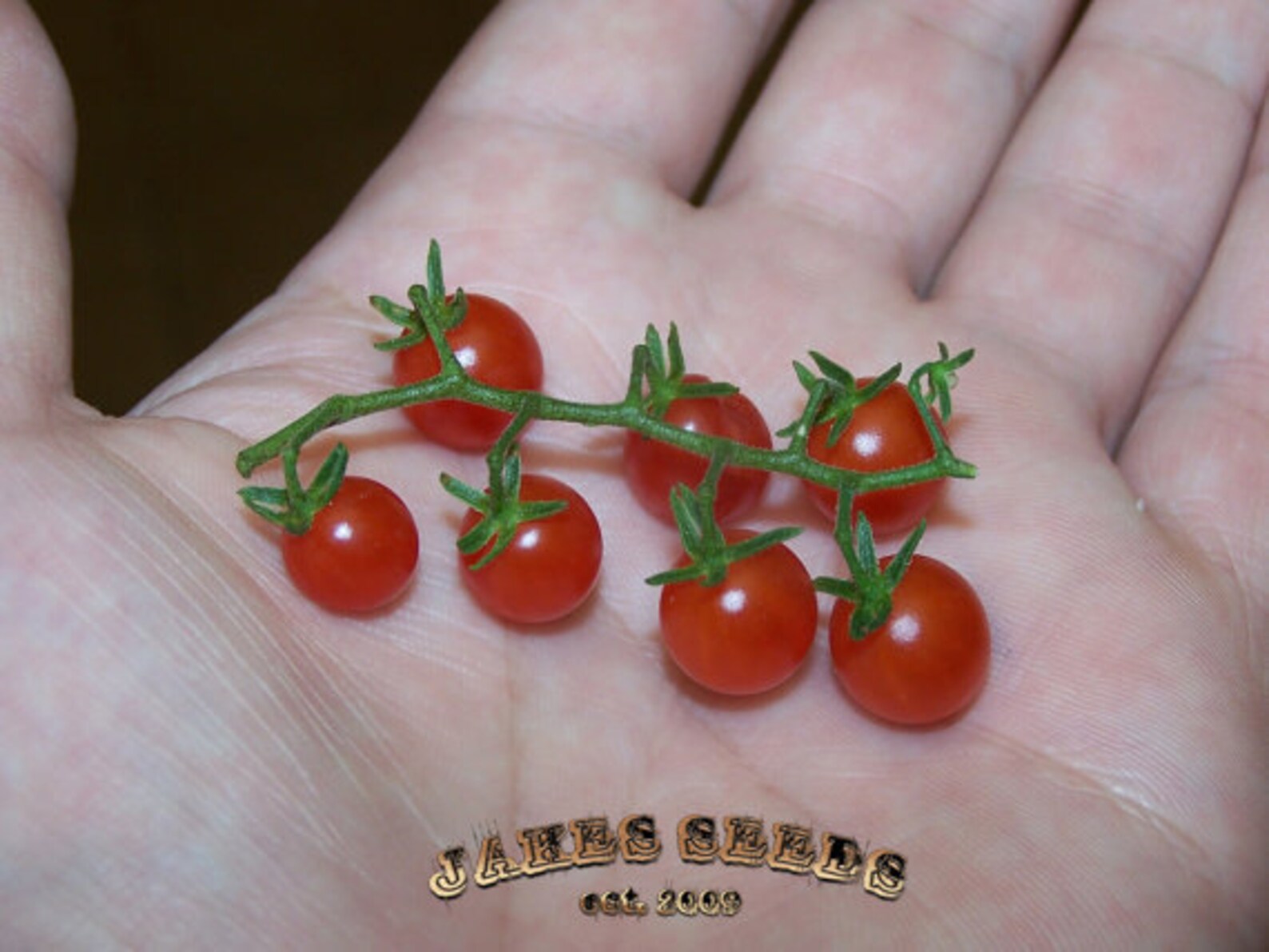 Worlds Smallest Spoon X Piccolo Current Cherry Tomato Seeds Etsy