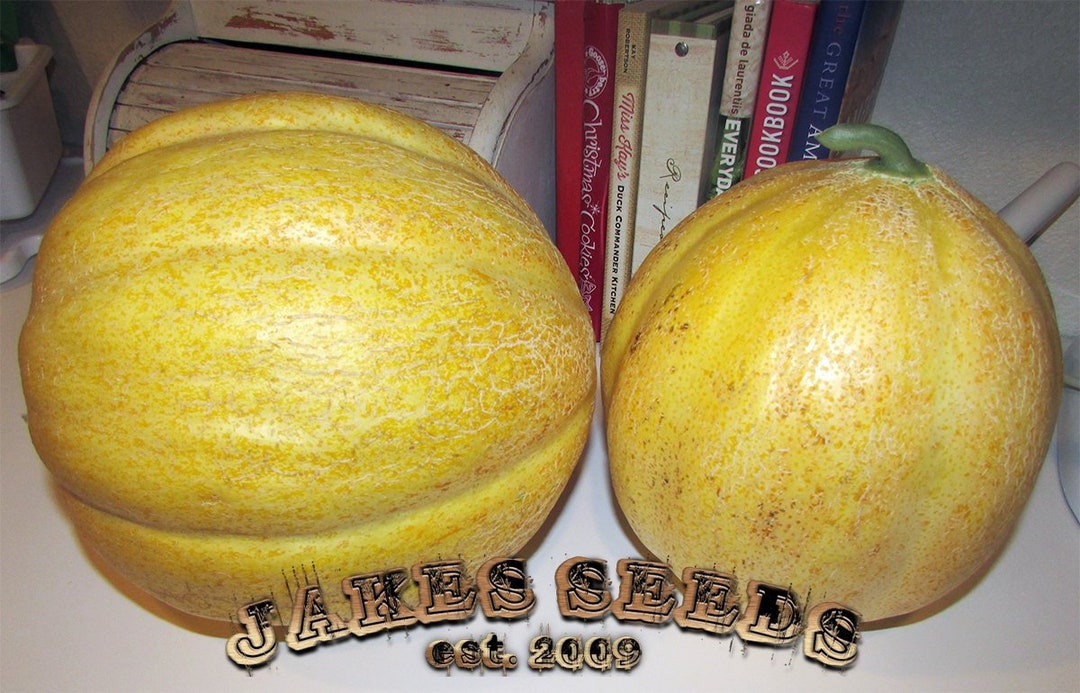 Escondido Gold Heirloom Melon Seeds Etsy UK