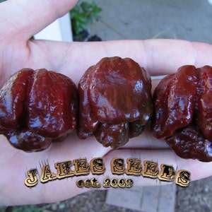 Brown Moruga Scorpion super hot pepper seeds