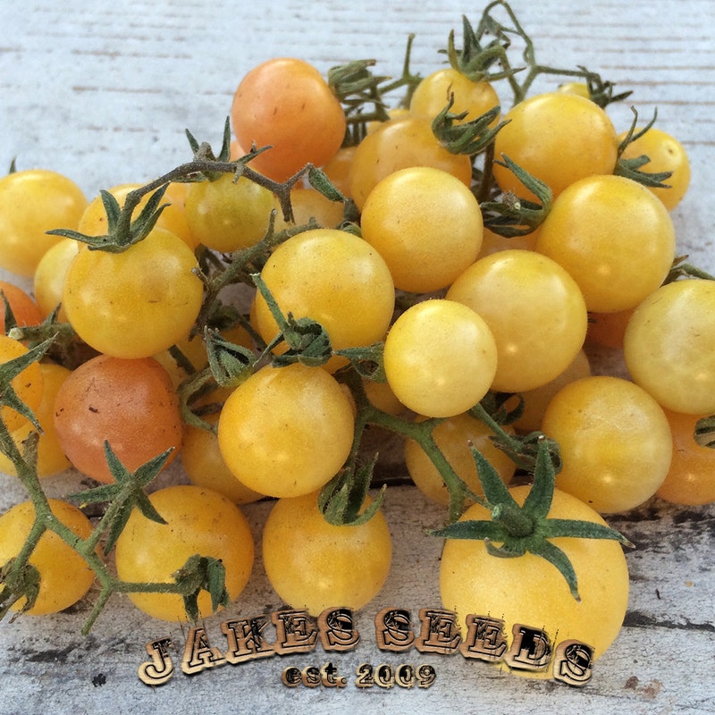 10 15 Tomato - Etsy
