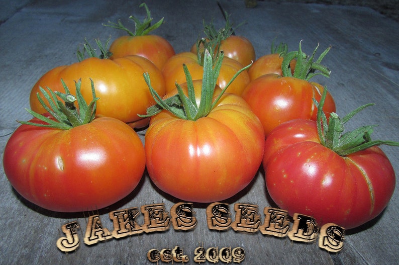 Oaxacan Jewel Tomato Heirloom Tomato Seeds Etsy