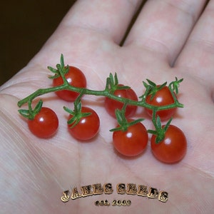 May include: A small branch of red cherry tomatoes with green stems and leaves. The tomatoes are about the size of a dime.