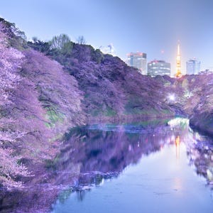 以下が含まれることがあります： 満開のピンク色の桜に囲まれた川の風景。穏やかな川面には桜が映り込み、遠くには澄んだ空の下に近代的なビル群と、温かい光を放つ高いタワーがそびえ立っています。春の静かな夕暮れ時の都市の景色が広がっています。