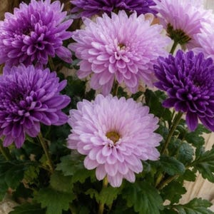 May include: A cluster of blooming chrysanthemum flowers in shades of deep purple, lavender, and light pink. Each flower features dense, layered petals radiating from a central point, supported by green stems and dark green serrated leaves.