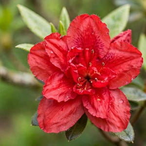 100 Mixed Azalea Flower Seeds – Ornamental Flowering Plant for Garden