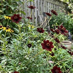 Può includere: Un gruppo di fiori di cosmo color cioccolato rosso scuro intenso con centri gialli, caratterizzati da sottili steli verdi e fogliame piumato, che crescono accanto a fiori gialli in un giardino con una recinzione in legno.