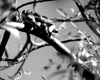 Fotografía de aves de un fotógrafo emergente: Arte de la naturaleza en blanco y negro