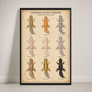 Vintage Leopard Gecko Print, Gecko Morph Chart Wall Art Print, Retro Reptile Lover Gift Wall Art, Reptile Room Decor