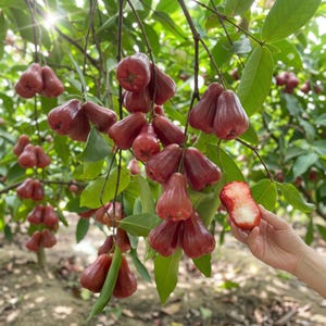 May include: A cluster of bell-shaped, glossy red wax apples hanging from a tree branch with green leaves. One piece of fruit is held in the foreground, showing a white, crisp interior texture where a portion has been removed from the top.