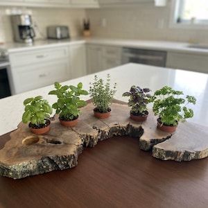May include: A live-edge wooden slab serving as a display stand for five small potted herbs. The herbs include green basil, mint, thyme, purple basil, and curly parsley, each in a small brown plastic pot arranged along the natural wood grain.