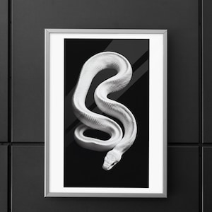 May include: A framed wall art print featuring a high-contrast black and white photograph of a coiled white snake. The snake is positioned in an S-shape against a solid black background, captured with detailed scales and a sleek, smooth appearance.