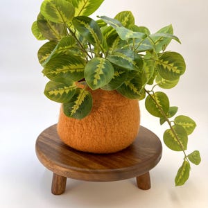 May include: A vibrant green and yellow patterned prayer plant sits inside a textured, burnt orange felted wool pot. The pot rests on a small, round, dark brown wooden stand with three short, sturdy legs, creating a balanced display of natural textures.