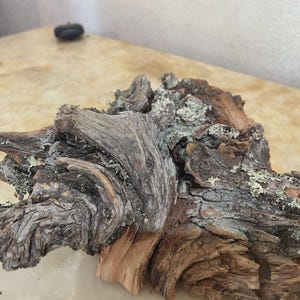 Peut inclure: Un morceau de bois flotté patiné présentant une texture complexe et noueuse avec des rainures et des crêtes profondes. Le bois affiche des nuances de brun et de gris, avec des taches de lichen vert clair sur la surface rugueuse de l'écorce.