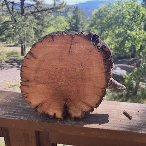 Puede incluir: Una sección transversal circular de un tronco de árbol con un borde de corteza marrón oscuro rugoso y una superficie interior texturizada de color tostado claro que muestra patrones de grano de madera natural, grietas radiales y un pequeño tocón.