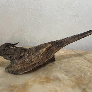 May include: A piece of weathered driftwood with a dark brown, textured surface and a jagged, elongated shape. The wood features deep grooves, ridges, and a pointed end, showcasing natural erosion patterns and a rough, organic appearance.