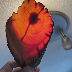 May include: A translucent, irregular slice of wood held up to the light, revealing vibrant orange and deep red concentric growth rings. The edges are dark and textured, showing the natural bark, while the center glows with warm light.