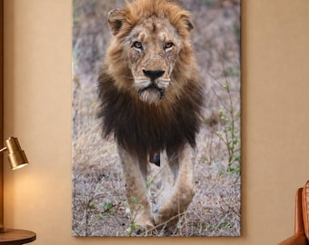 Male Lion Walking Canvas, Kruger National Park, South Africa Wildlife Photography, Wall Art