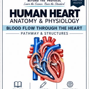 May include: A study guide titled Human Heart Anatomy & Physiology: Blood Flow Through The Heart Pathway & Structures. It features a central anatomical illustration of a human heart with blue and red arrows indicating blood flow, plus icons.