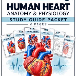 Puede incluir: Un paquete de estudio de 6 páginas sobre anatomía y fisiología del corazón humano de Beyond The Protocol. La portada muestra una ilustración detallada del corazón, con páginas que incluyen vistas externas, internas, flujo sanguíneo y clave de respuestas.