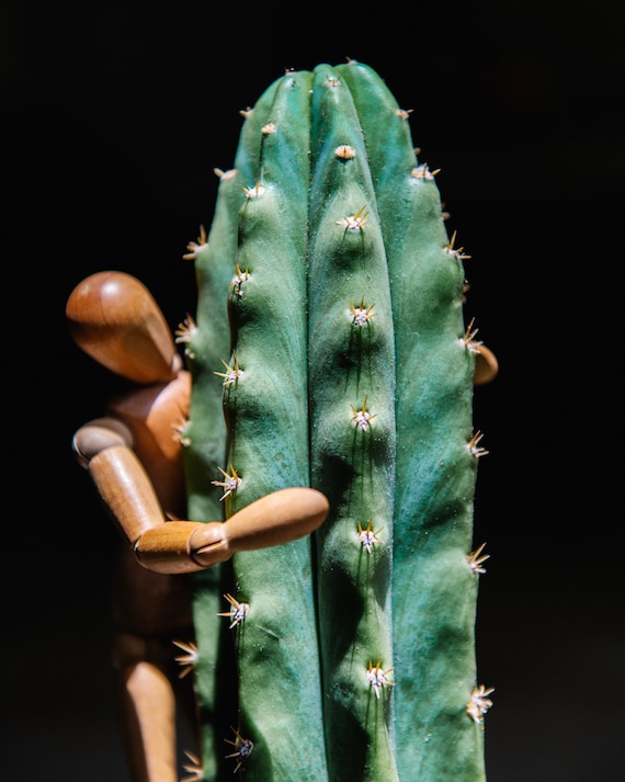 Hugging a San Pedro Cactus Fine Art Photograph Print | Minimal Art | Low  Key Photography | Macro Photography | Cactus | Echinopsis Pachanoi - Etsy  Schweiz