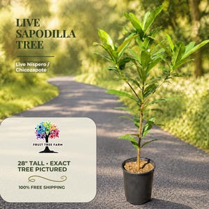 May include: A live Sapodilla tree in a black plastic pot with green leaves and a brown trunk. The text reads: LIVE SAPODILLA TREE, Live Níspero / Chicozapote, FRUIT TREE FARM, 28" TALL • EXACT TREE PICTURED, 100% FREE SHIPPING.