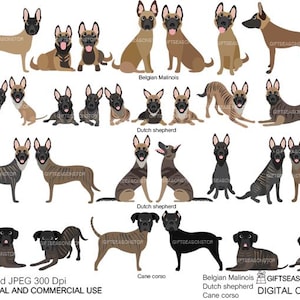 Imágenes prediseñadas digitales de pastor belga malinois, pastor holandés y cane corso para uso personal y comercial: DESCARGA INMEDIATA