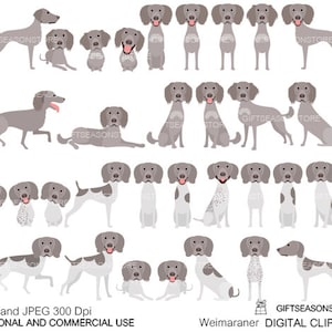 Long hair weimaraner and Piebald weimaraner Digital clip art for Personal and Commercial use - INSTANT DOWNLOAD