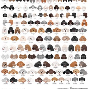 Dog face part 6 , Poodle face , Toy poodle face digital clip art for Personal and Commercial use - INSTANT DOWNLOAD