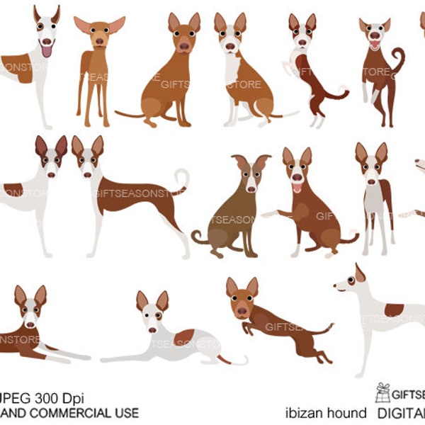 Ibizan hound dog Digital clip art for Personal and Commercial use - INSTANT DOWNLOAD