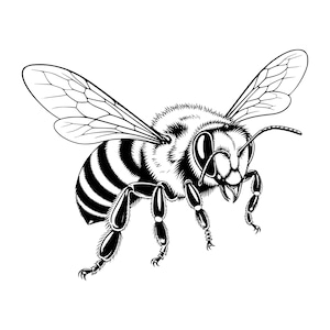 Könnte beinhalten: Eine schwarz-weiße grafische Illustration einer Honigbiene im Flug. Die Biene zeigt detaillierte Flügel mit sichtbaren Adern, einen flauschigen Thorax und einen gestreiften Hinterleib. Das Insekt ist mit sechs Beinen, zwei Fühlern und großen Augen dargestellt.