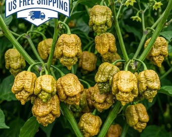 Pepper X Superhot Seeds – Intense Heat Chili Pepper Garden Variety, 50 Count