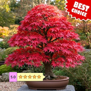 May include: A Japanese maple bonsai tree with vibrant red, palmate leaves and a thick, textured trunk, planted in a shallow, oval-shaped brown ceramic pot. A red starburst graphic with the text BEST CHOICE and a 5.0 star rating are visible.