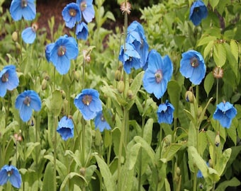 Blue Poppy Seeds for Planting | Himalayan Blue Poppy Flower Seeds | Rare Blue Garden Blooms | Perennial Flower Seeds | Cottage Garden Plant
