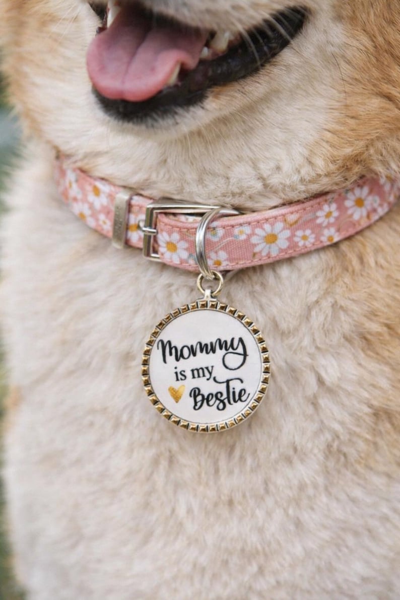 May include: A dog wearing a pink collar patterned with white daisies. The collar has a silver buckle and a round tag with the text "Mommy is my Bestie". The tag has a gold rim and a gold heart symbol.