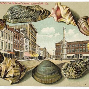 May include: A vintage postcard featuring a central illustration of Main Street and Market Square in Norfolk, Va., surrounded by a decorative border of various seashells in shades of brown, tan, and cream against a light beige background.