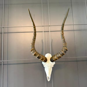 Può includere: Un cranio animale con lunghe corna a spirale di colore marrone scuro. Il cranio è bianco e presenta un muso appuntito e orbite oculari. Le corna si curvano verso l'alto e verso l'esterno, mostrando una distinta consistenza striata.