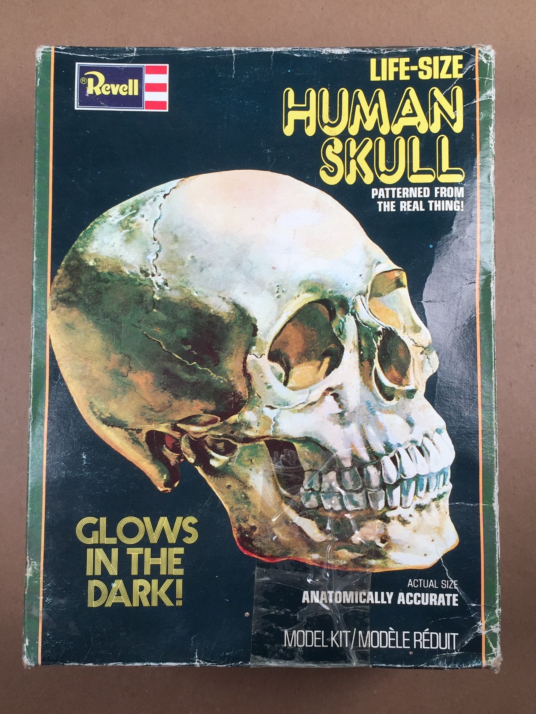 Revell 　レベル　human skull 人間の頭蓋骨模型キット 未組立 Human Skull Model Kit by Revell 1:1 Scale - Etsy Singapore