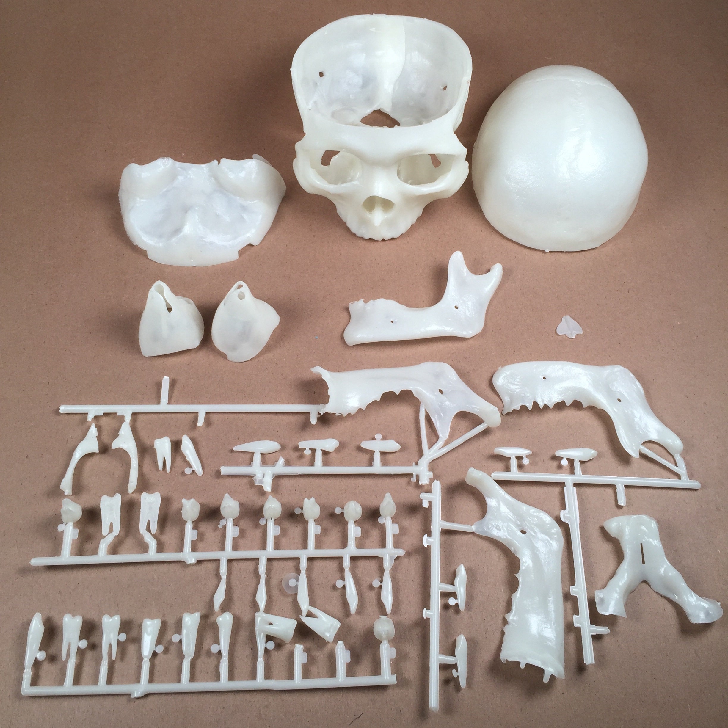 Human Skull Model Kit by Revell 1:1 Scale - Etsy Singapore