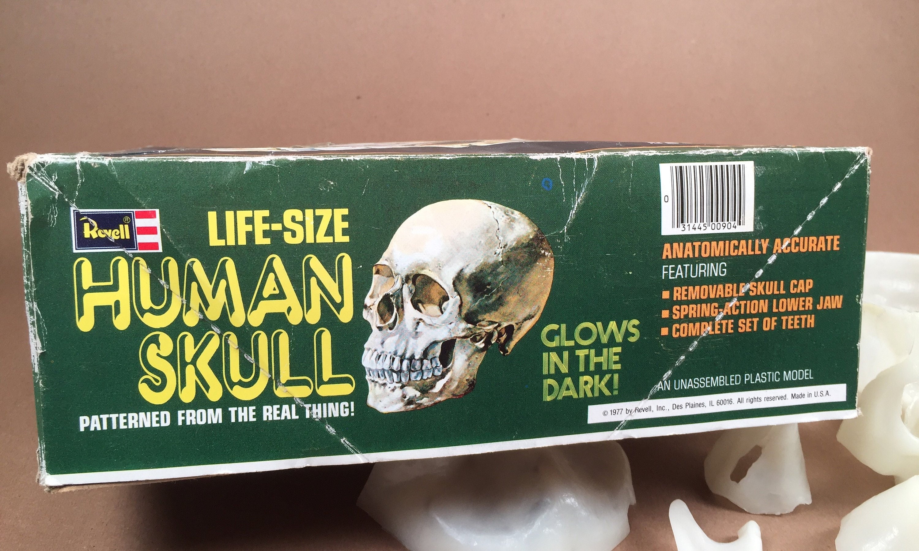 Revell 　レベル　human skull 人間の頭蓋骨模型キット 未組立 Human Skull Model Kit by Revell 1:1 Scale - Etsy Singapore