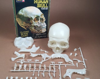 Revell 　レベル　human skull 人間の頭蓋骨模型キット 未組立 Revell レベル human skull 人間の頭蓋骨模型キット 未組立