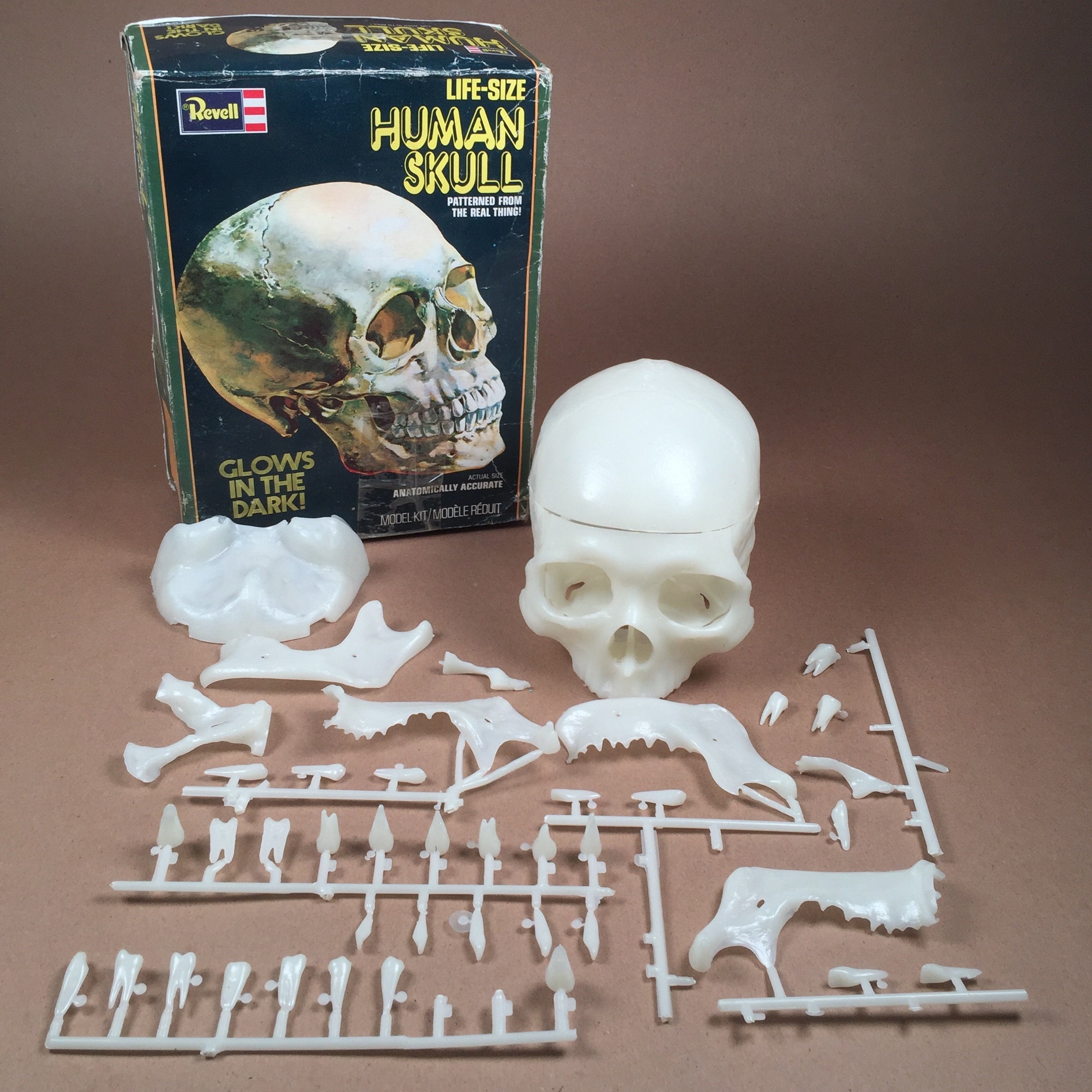 Revell 　レベル　human skull 人間の頭蓋骨模型キット 未組立 Human Skull Model Kit by Revell 1:1 Scale - Etsy Singapore