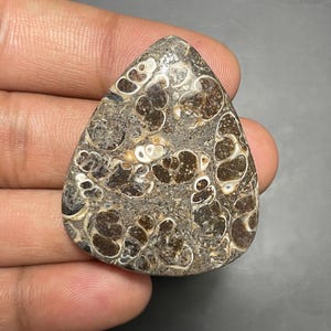 May include: A triangular-shaped polished fossil stone cabochon featuring a complex pattern of dark brown, gray, and tan organic inclusions. The surface displays numerous circular and spiral-like fossilized structures outlined in creamy white tones.